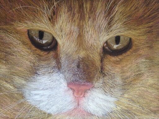 Pastelportret van de kat Ginger